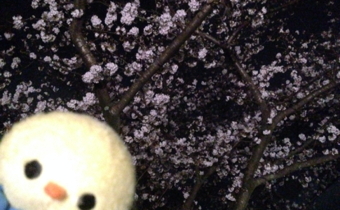 佐保川の桜とぴよっきー